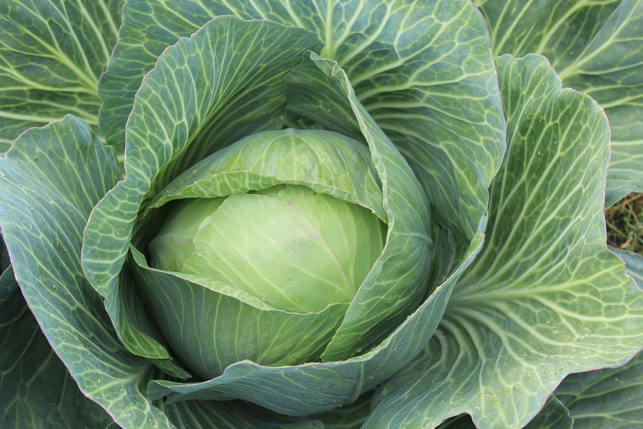 white-cabbage