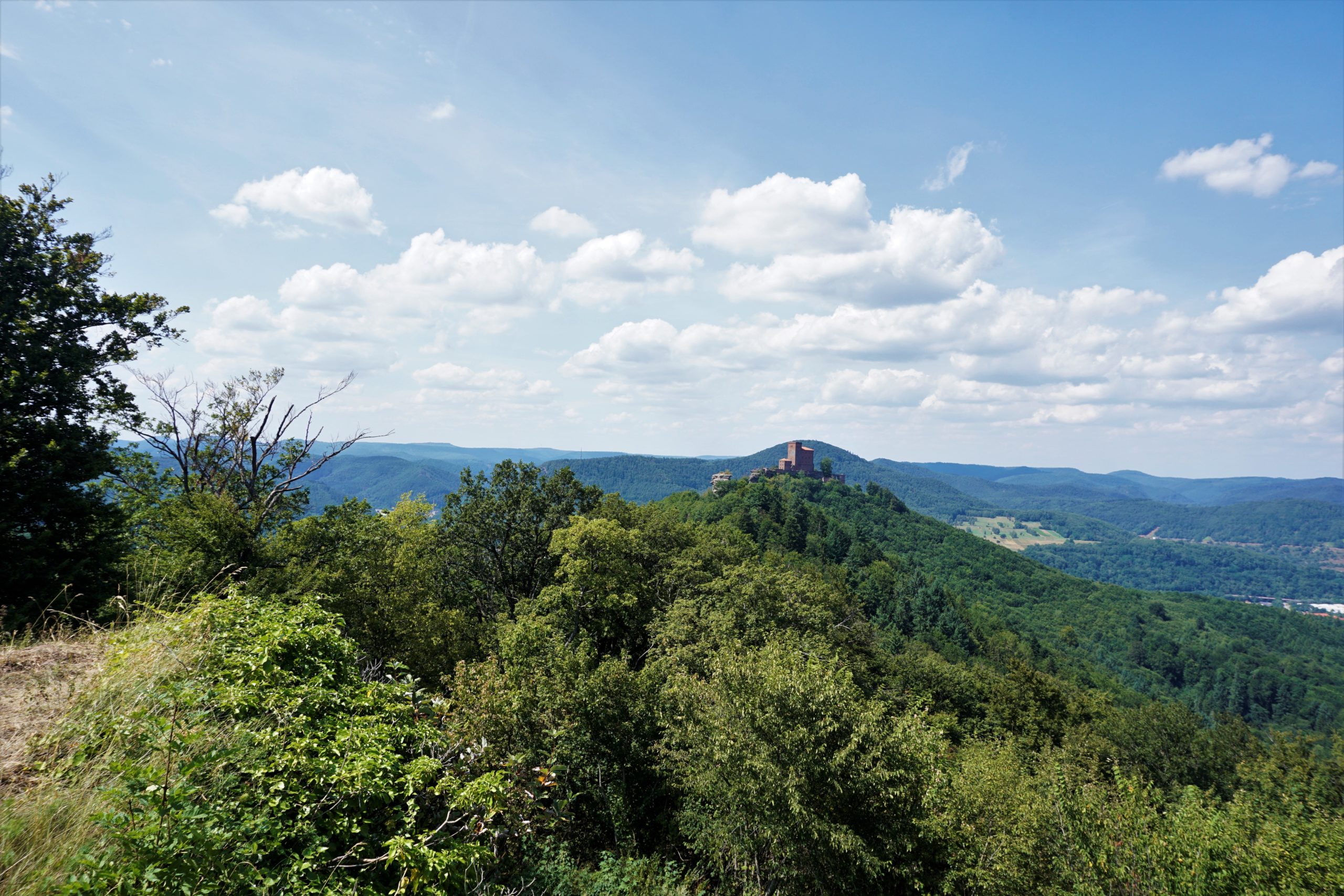 Pfälzerwald