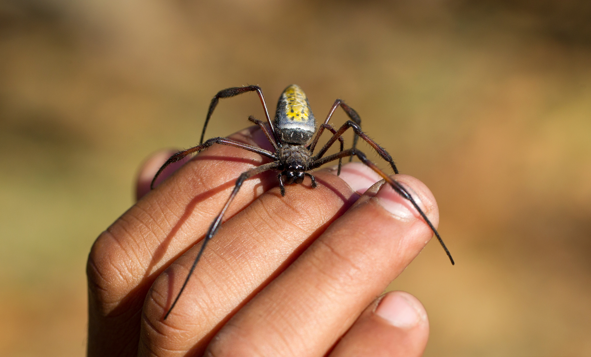 Golden-Silk-Orb