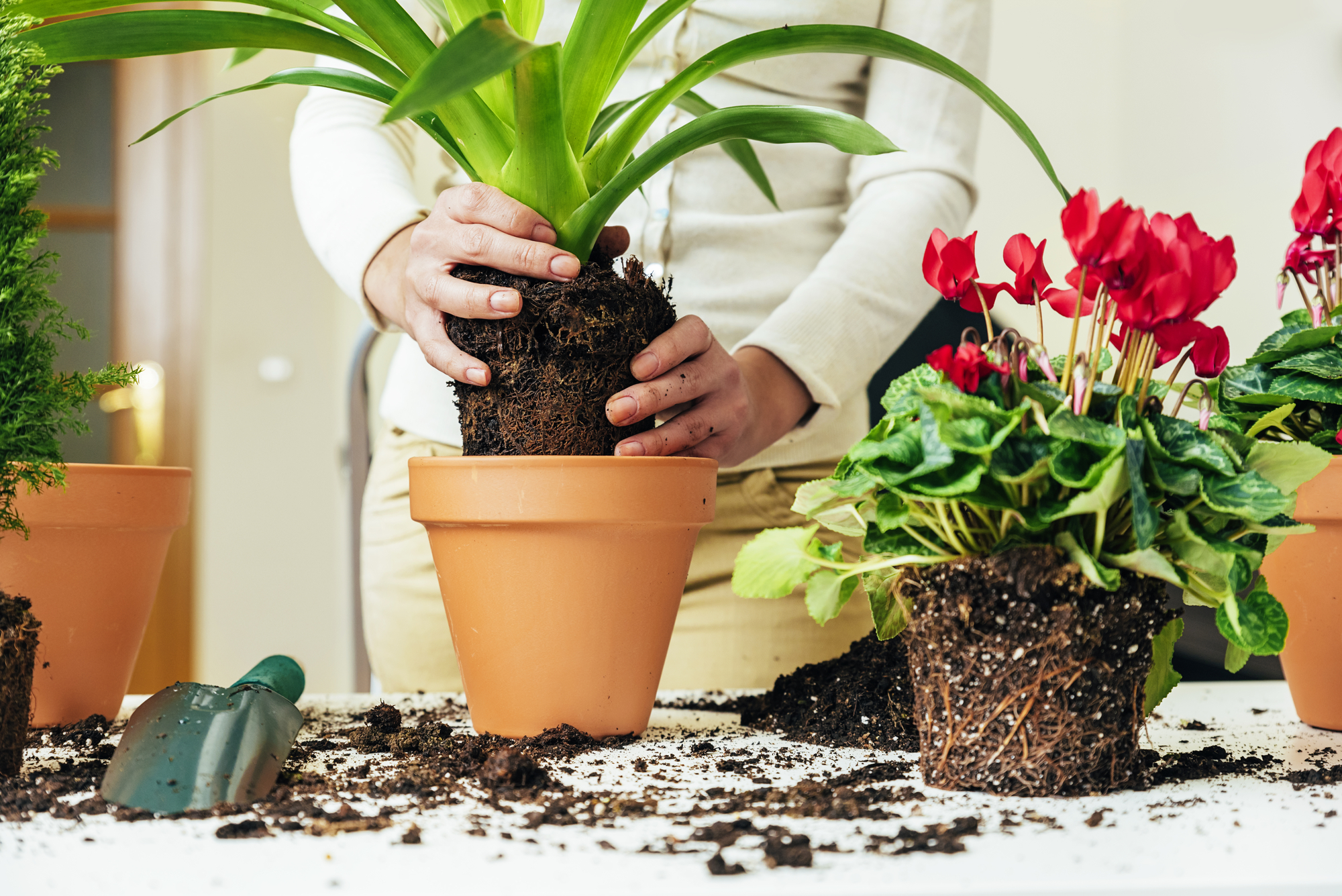 transplanting