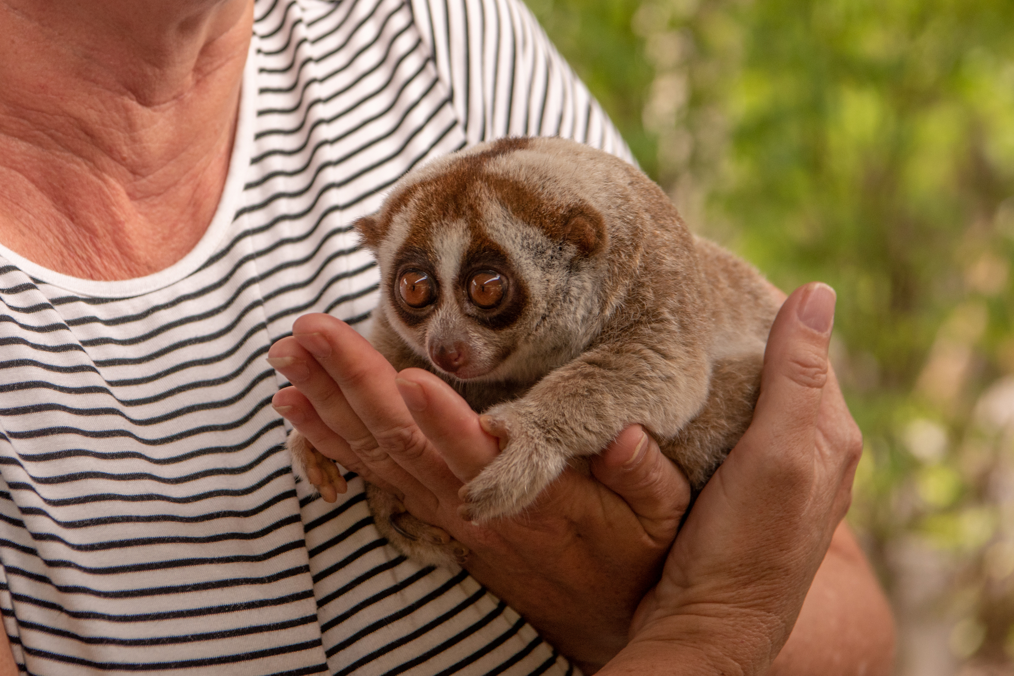 Slow-Loris