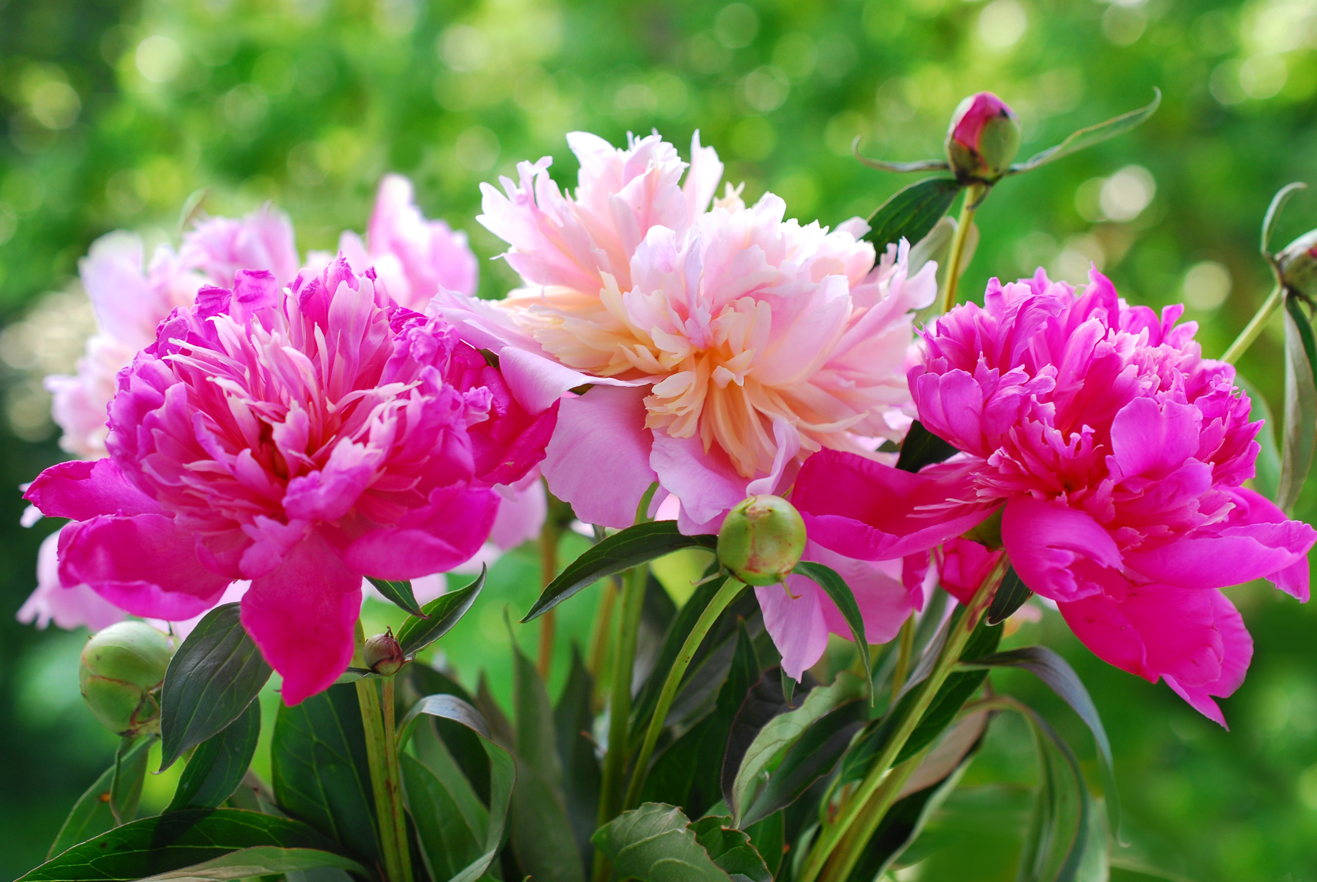 Peony