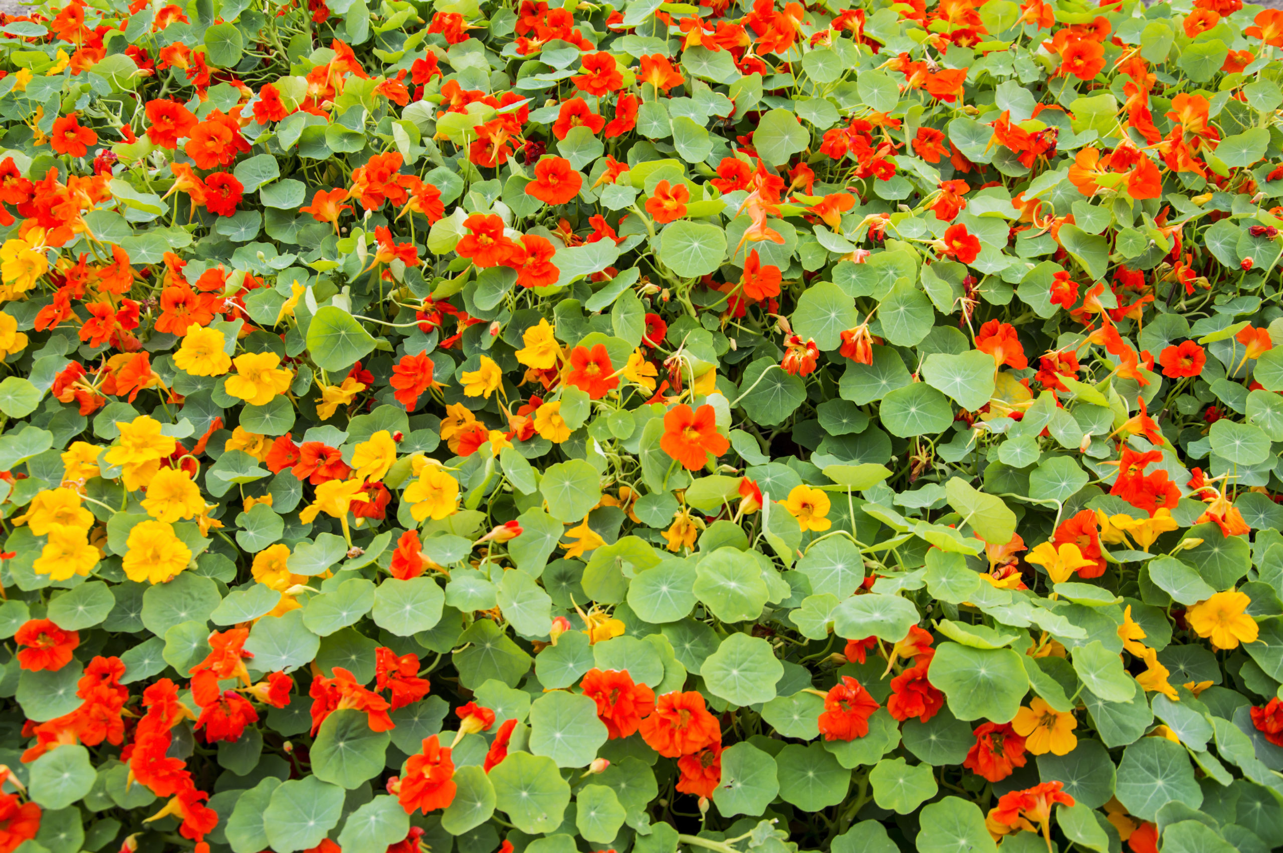 Nasturtium