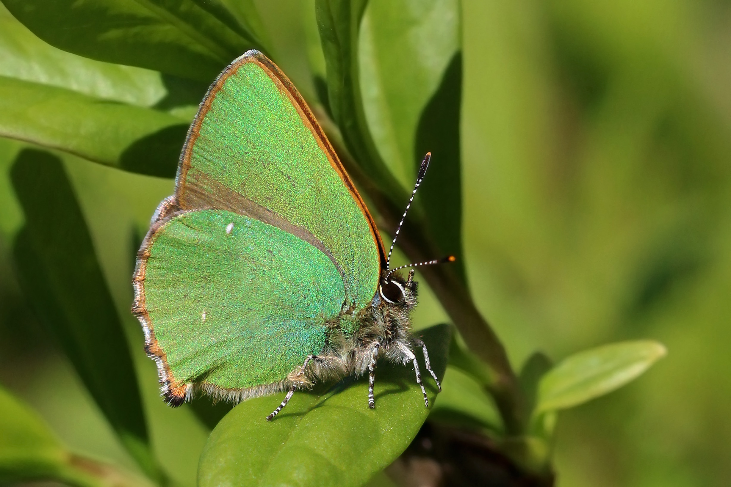 Green-Hairstreak