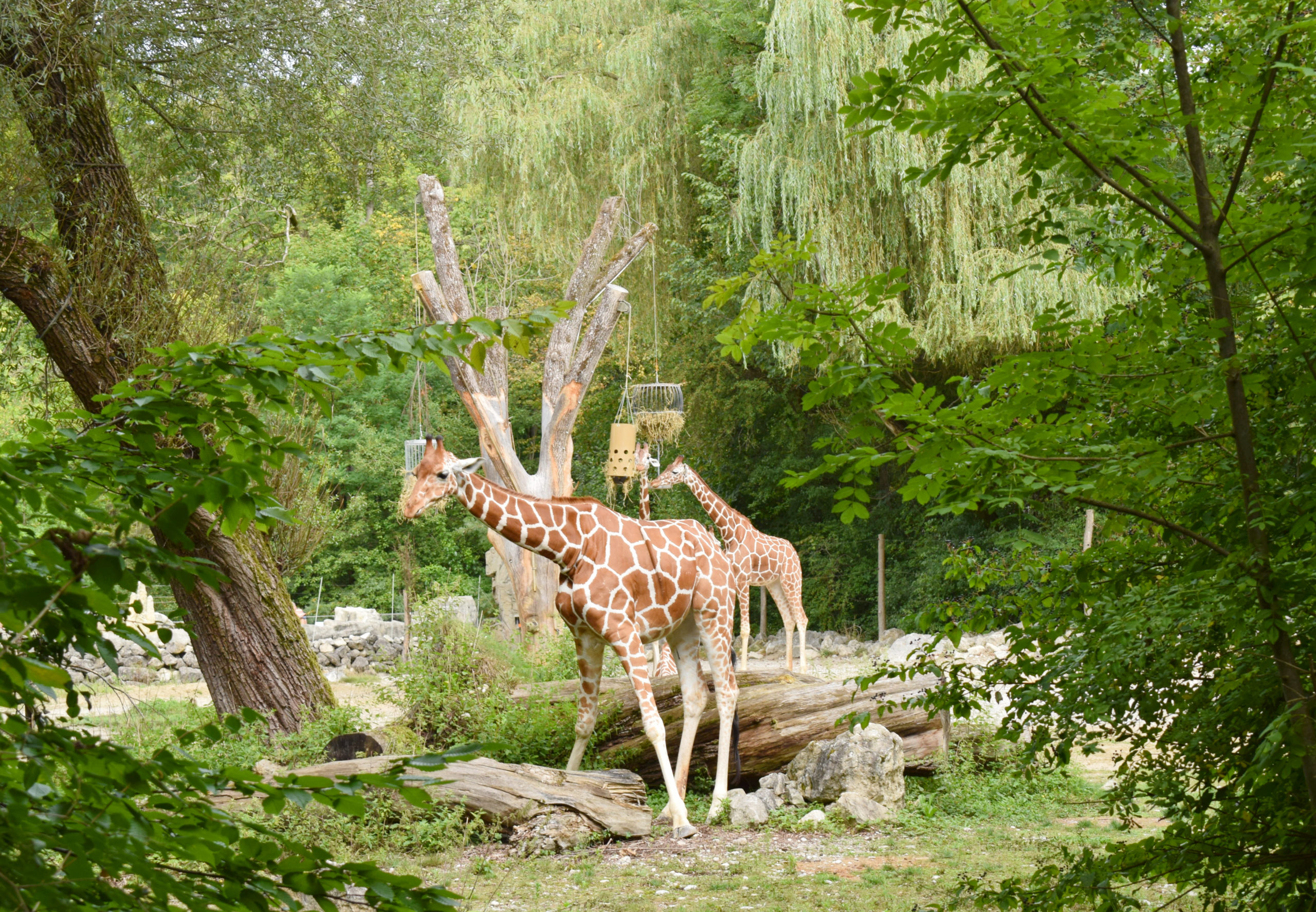 Munich-Zoo-2