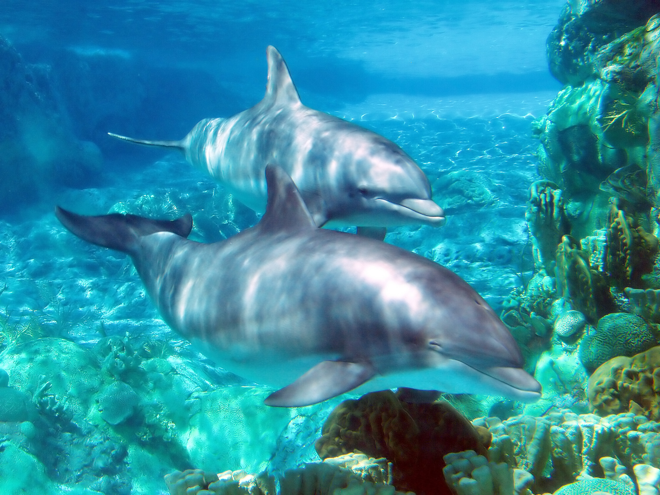 Dolphins