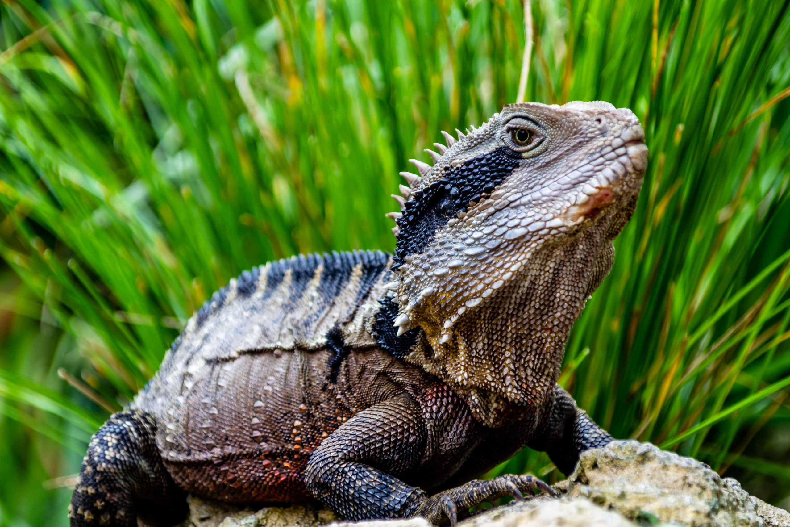 Tuatara