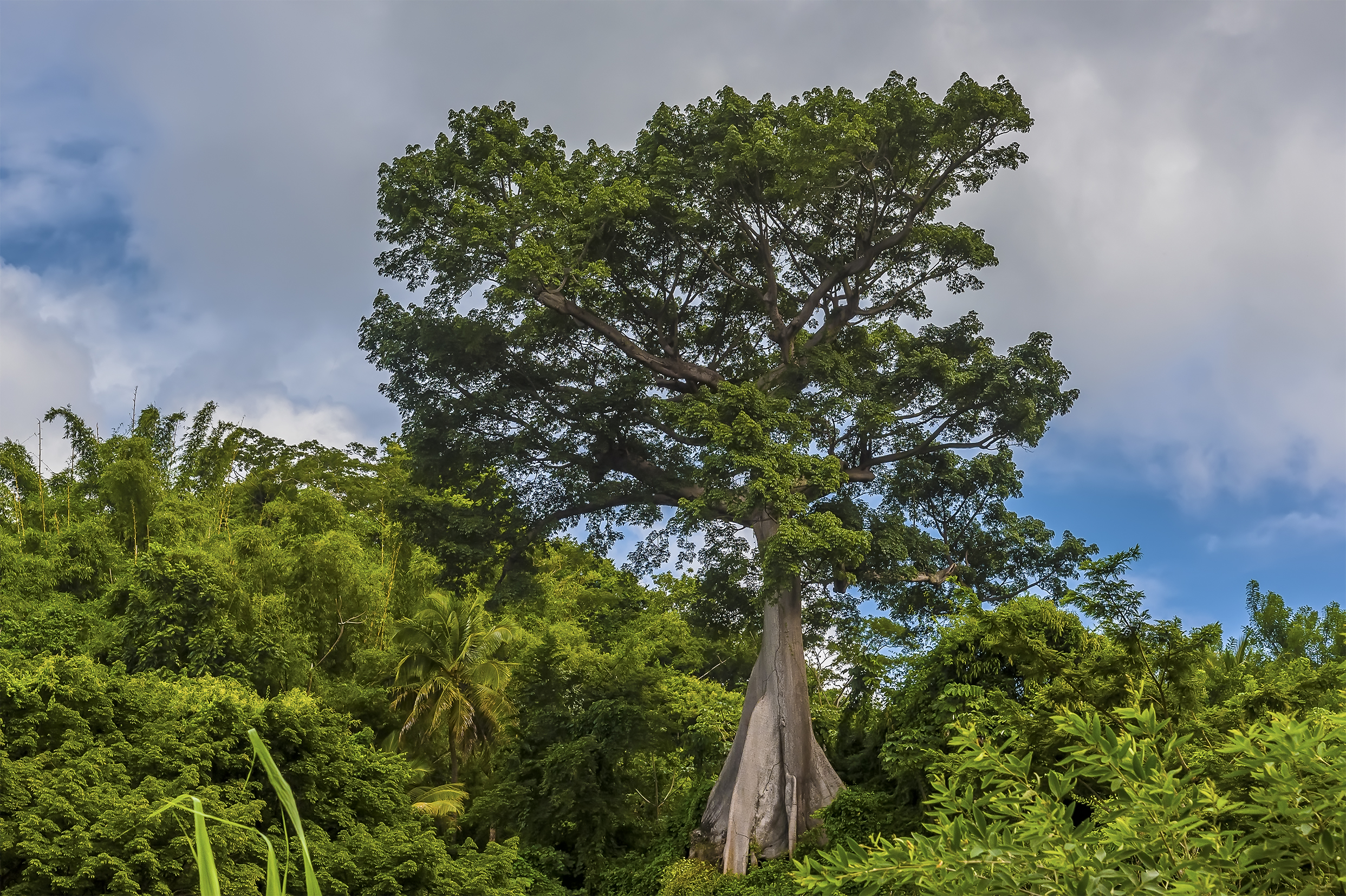 Cotton-Tree