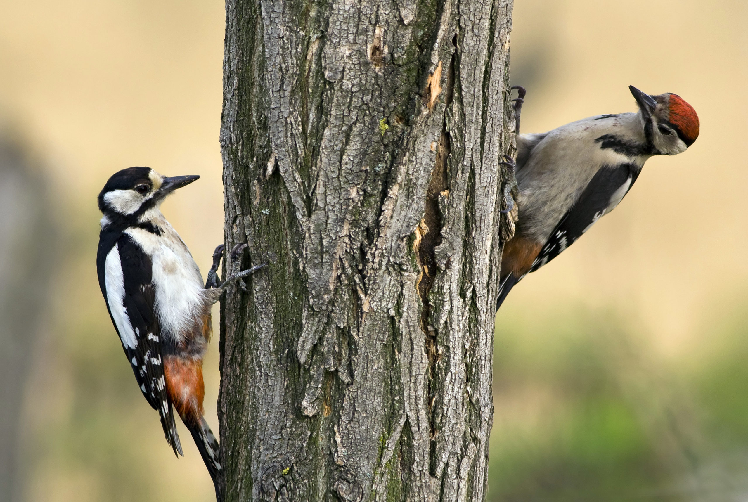 Woodpeckers