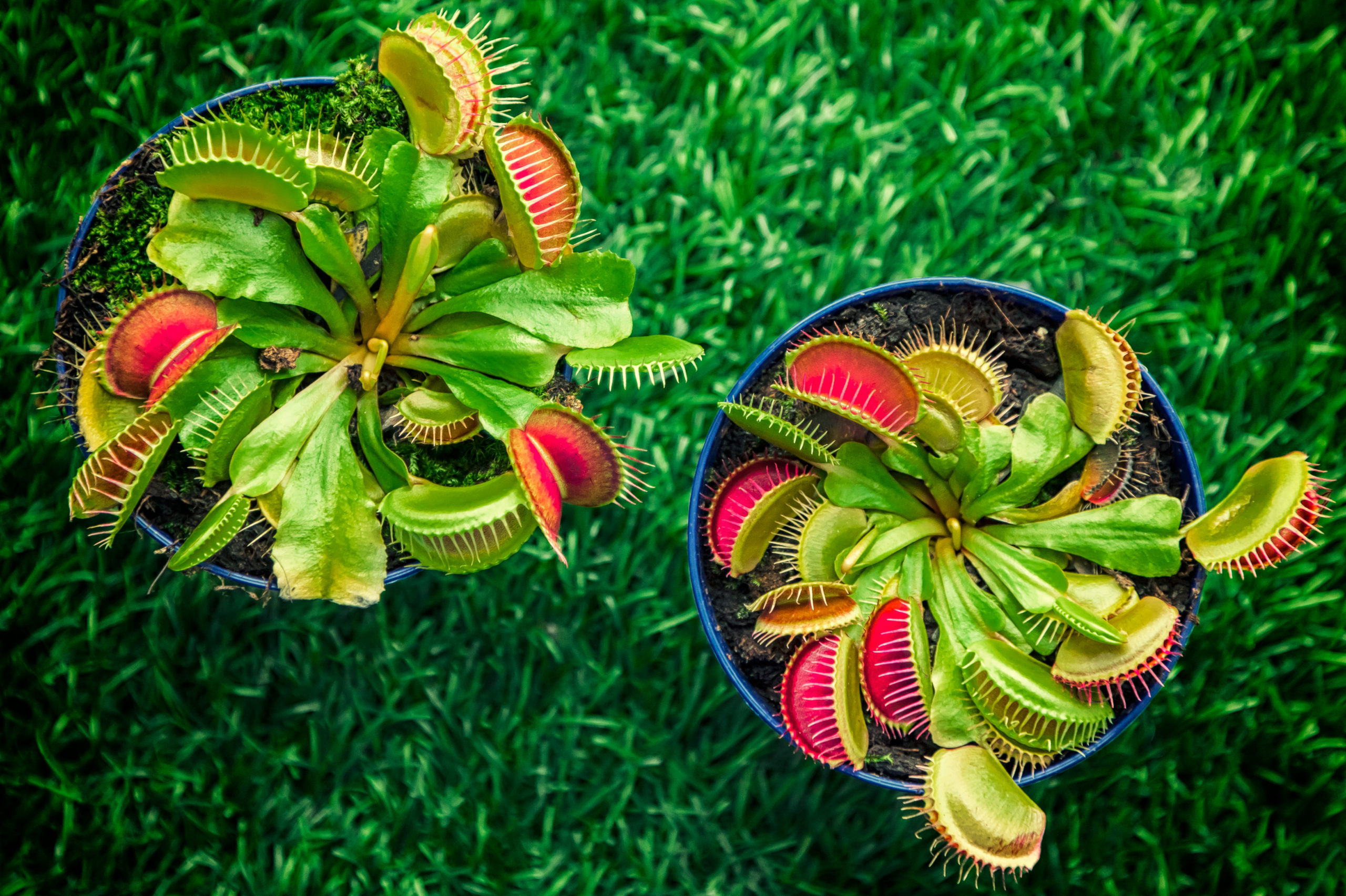 Dionaea-muscipula