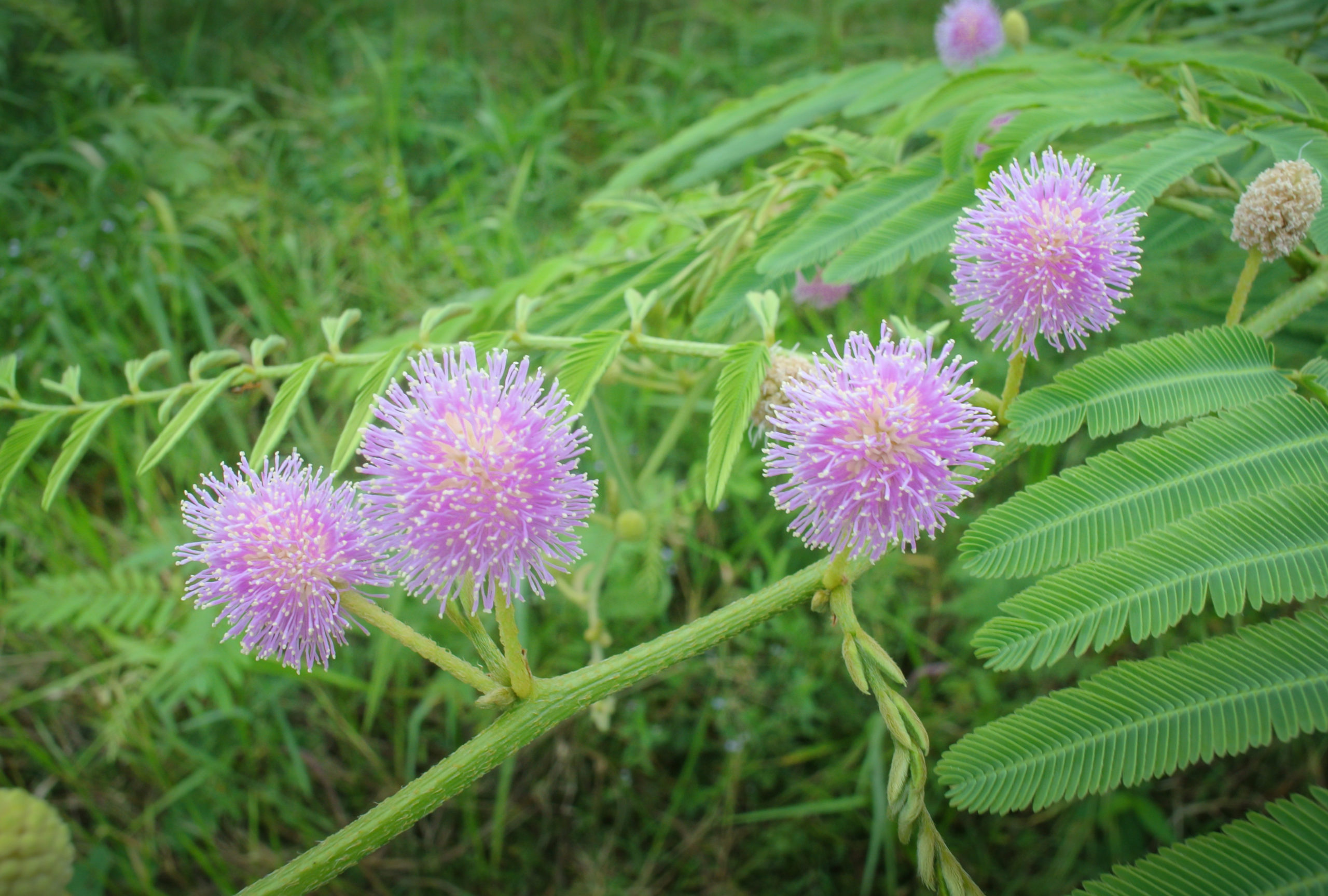 Giant-Mimosa