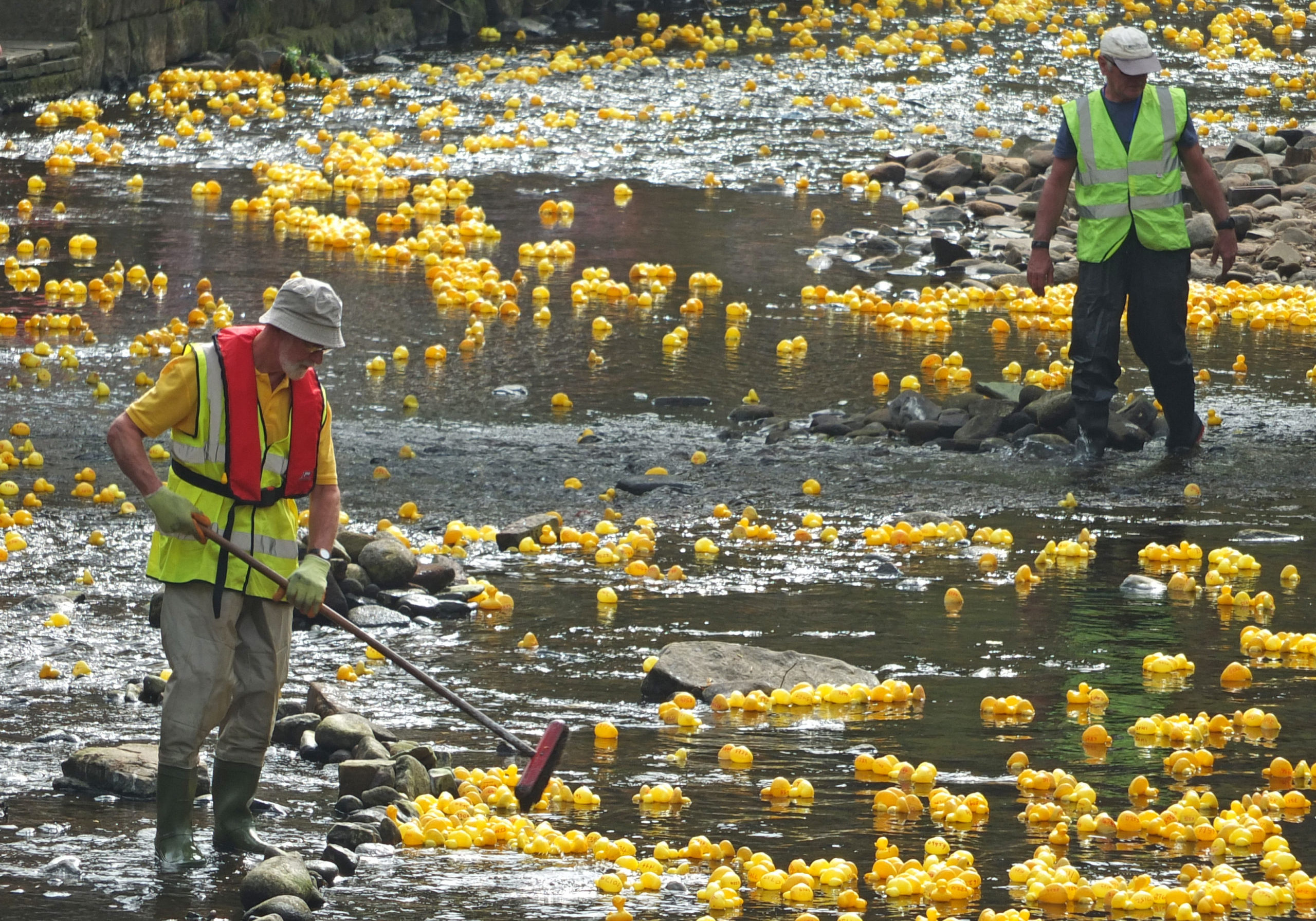 duck-race