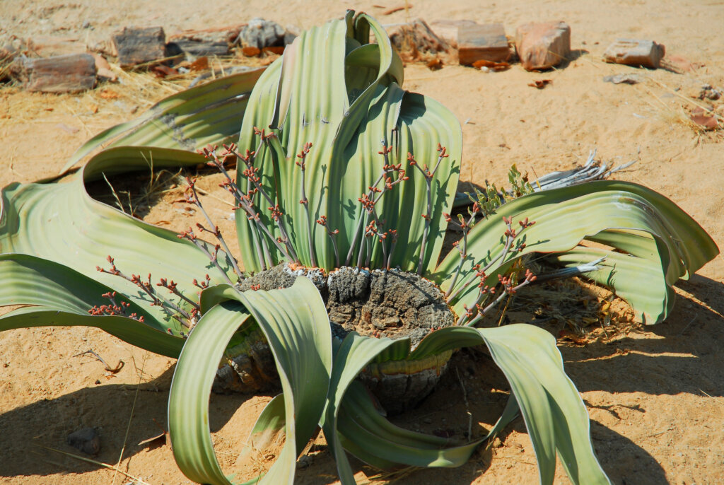 Welwitschia