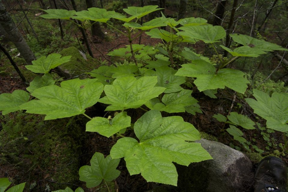 Oplopanax