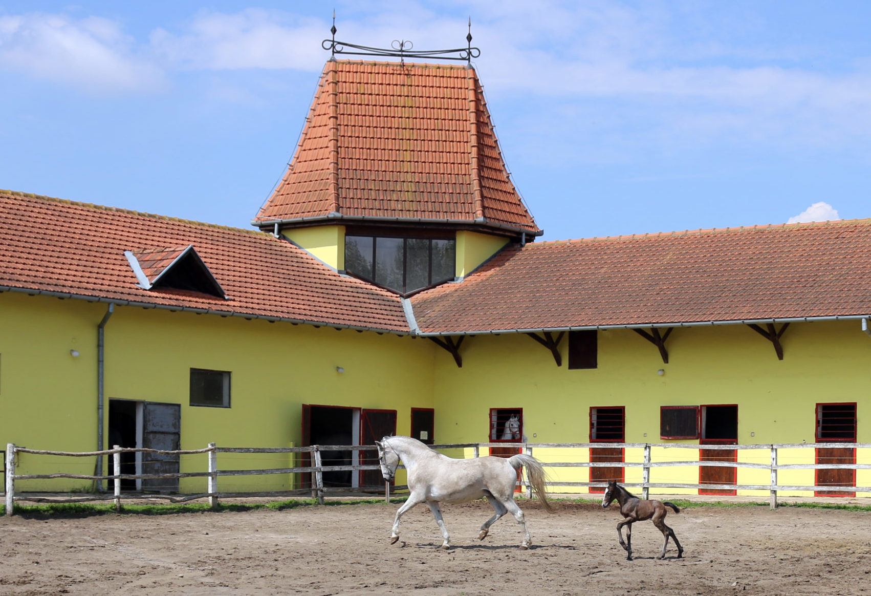 Lipizzaner Horse