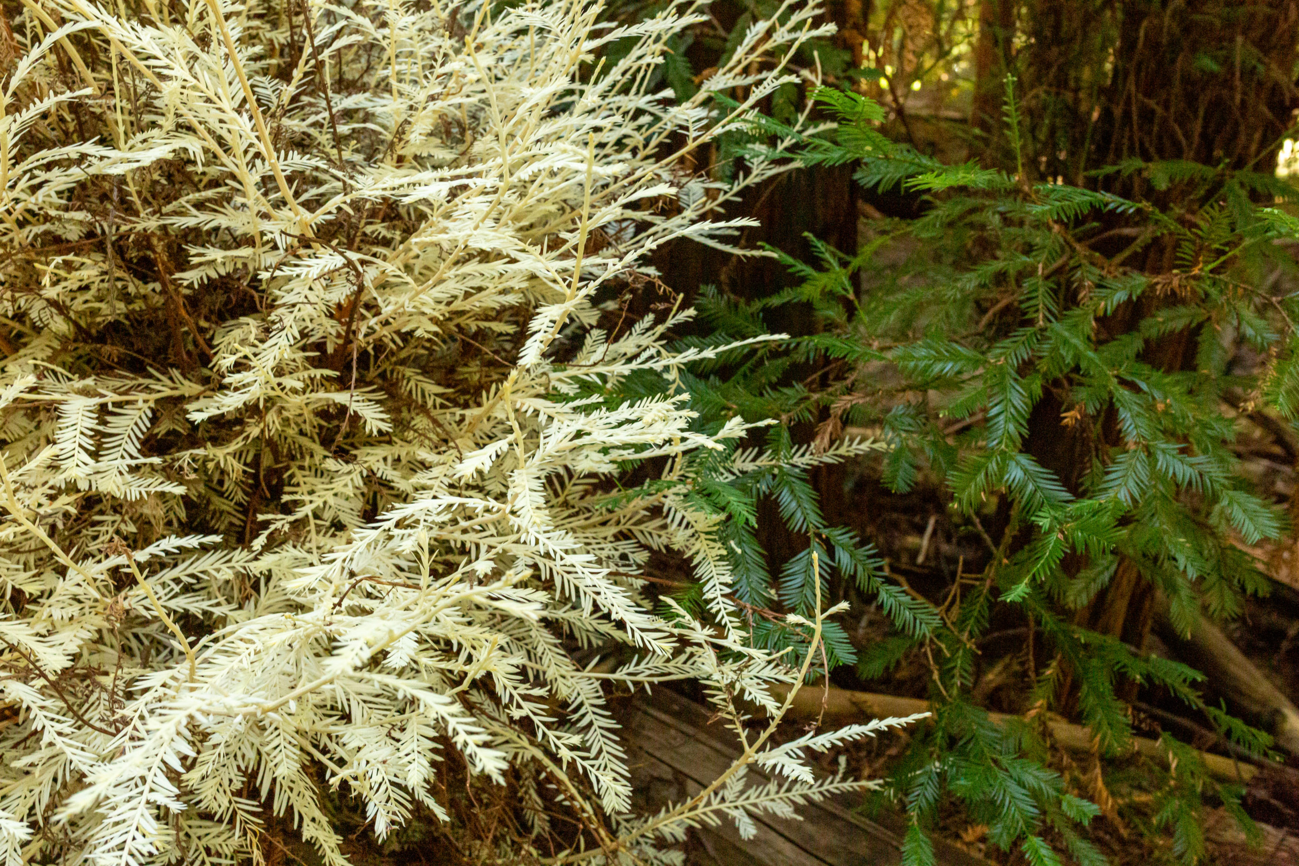 Albino Redwood