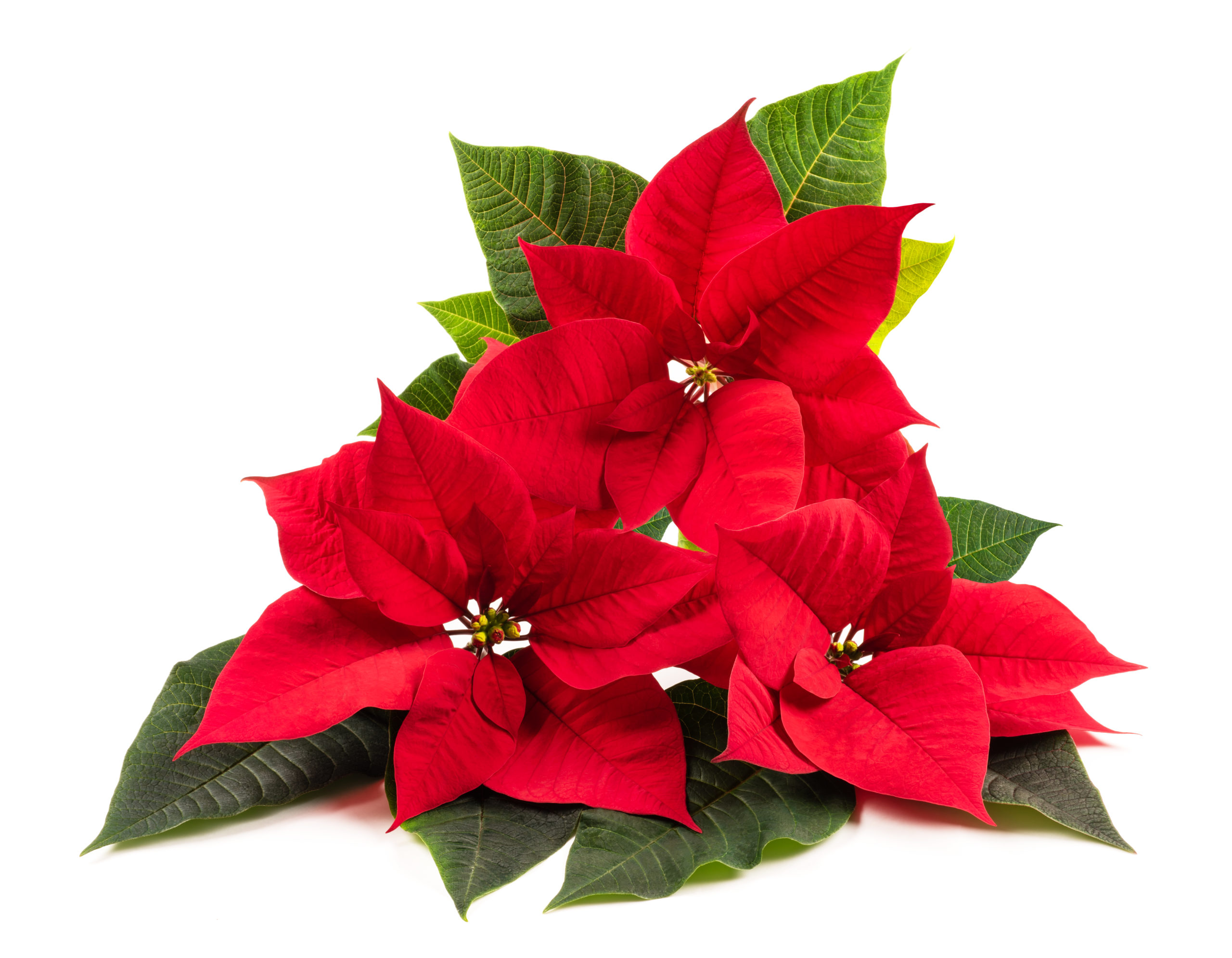 Poinsettia