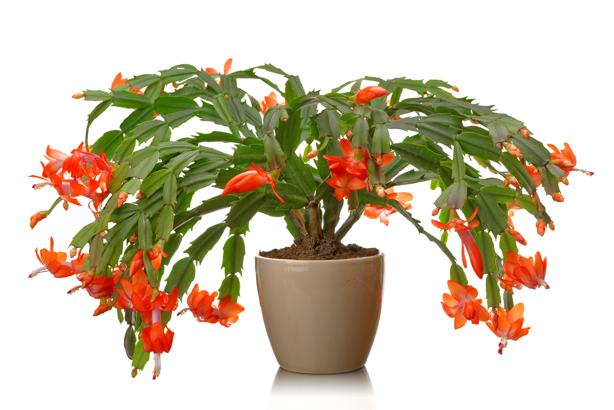 Christmas Cactus