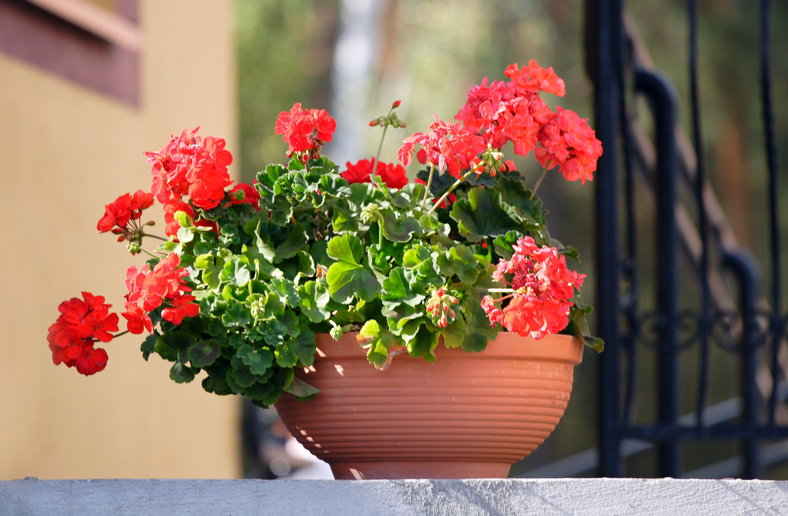 Flowers On Staircase