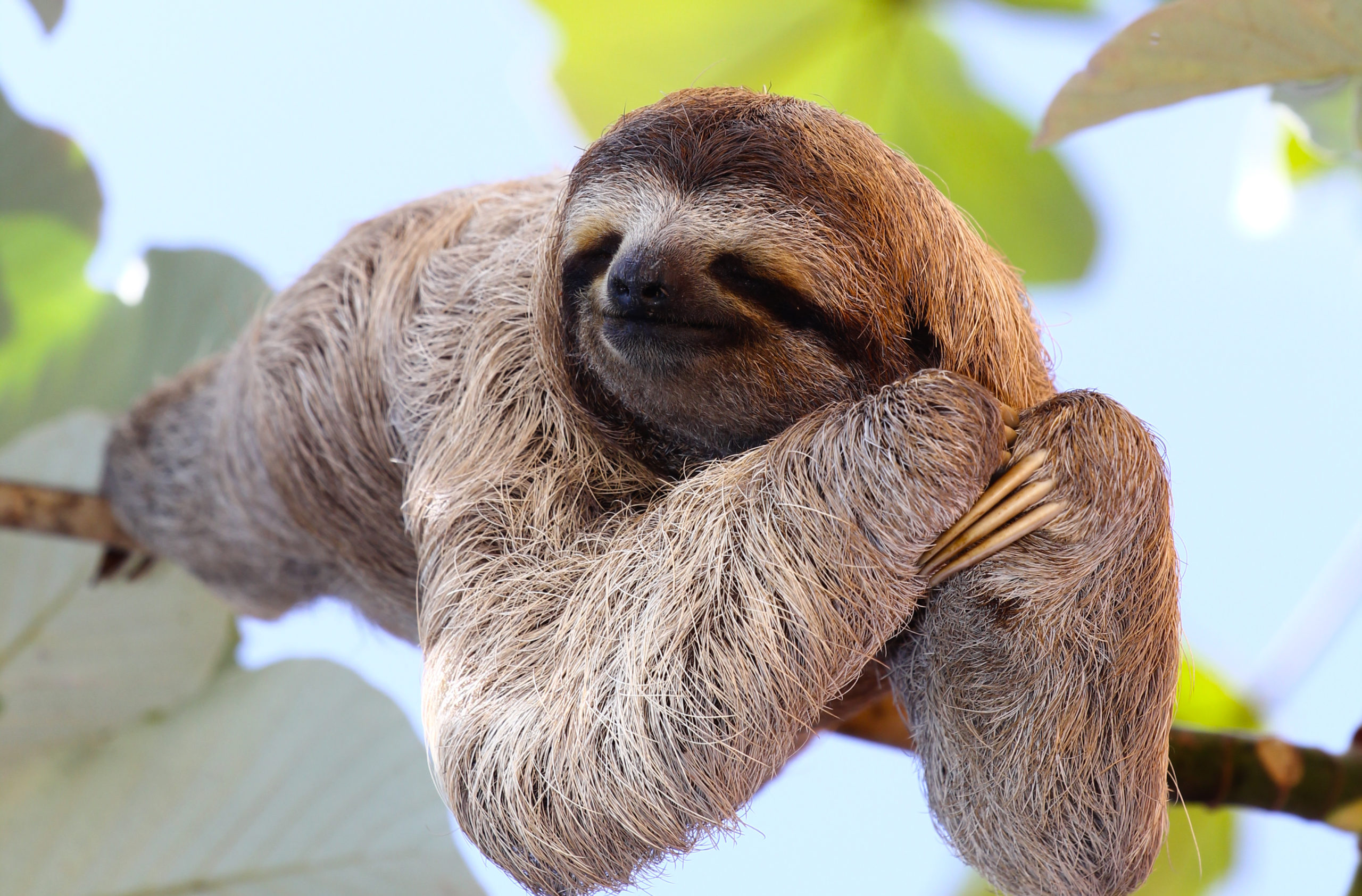 Happy Sloth