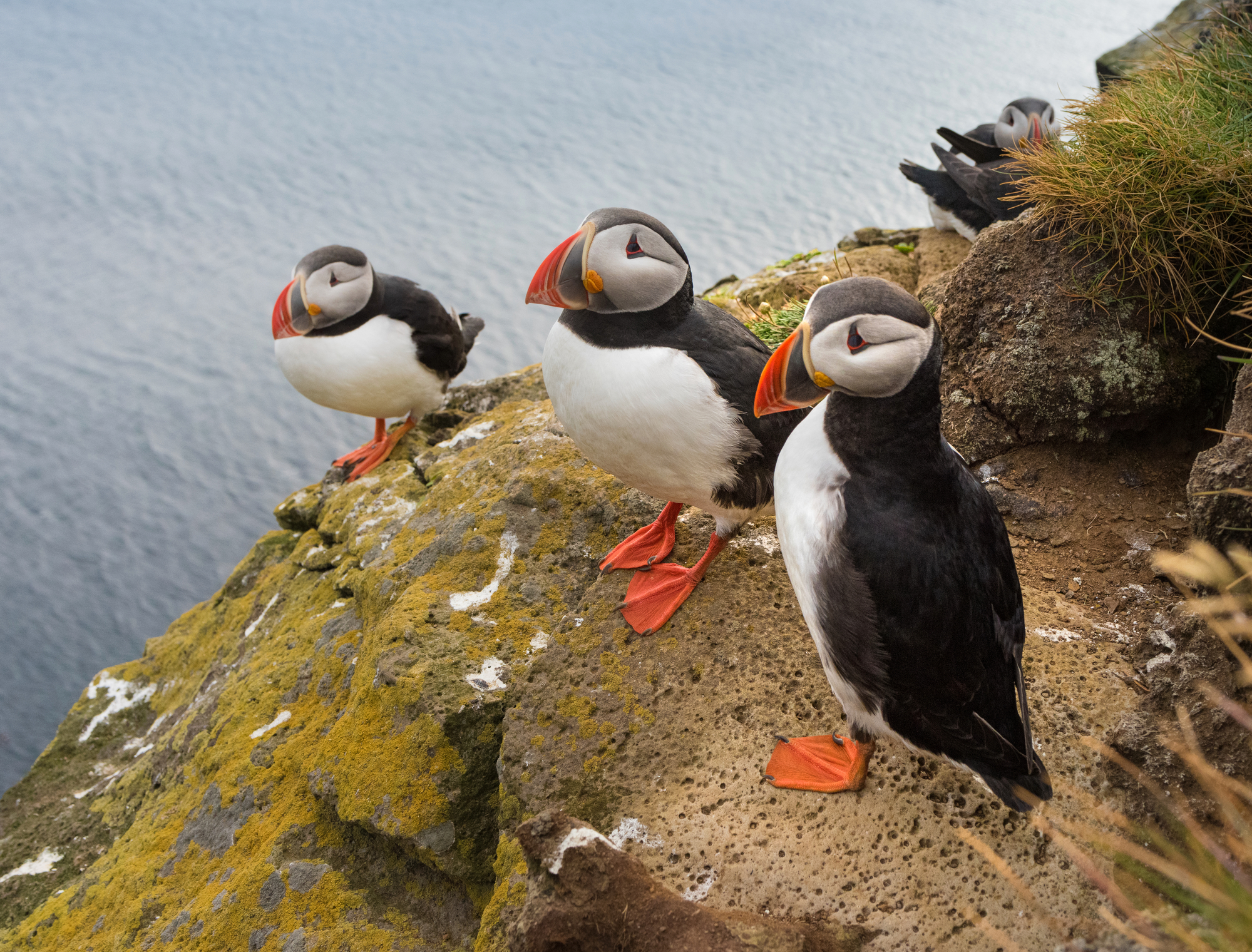 Puffins