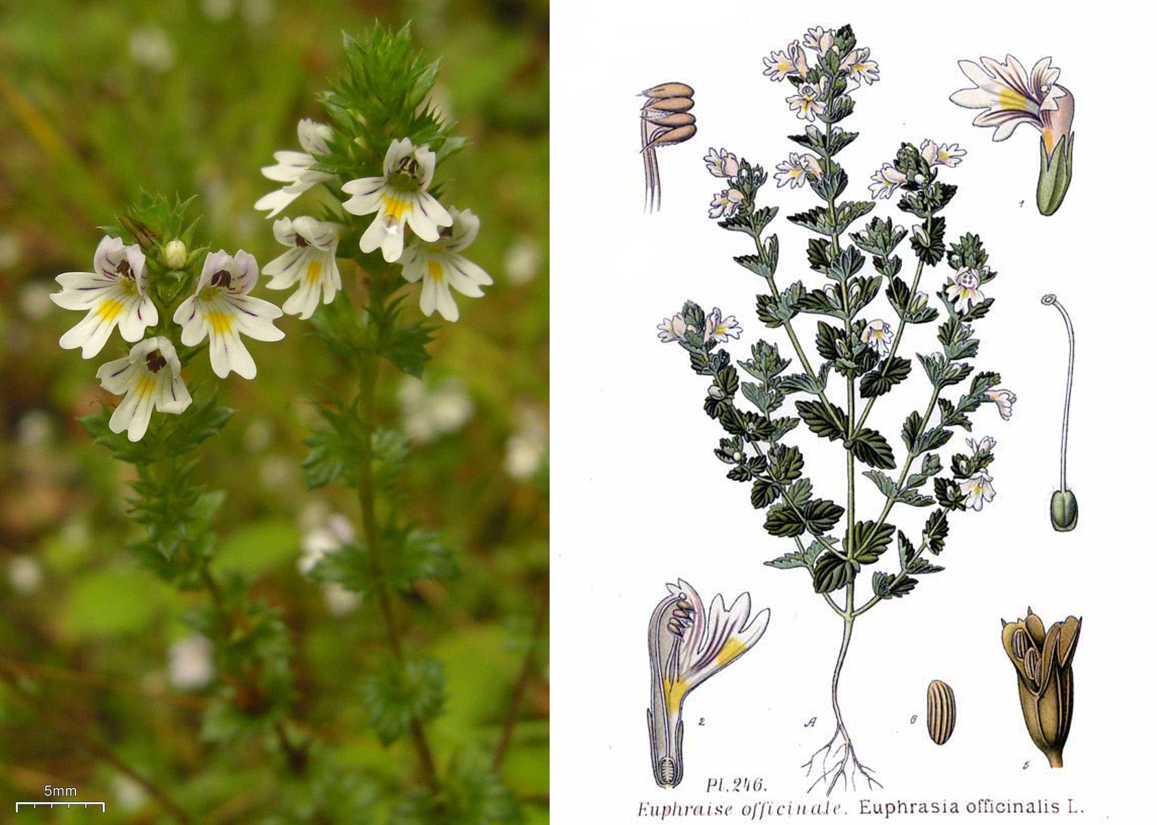 Hairy Eyebright