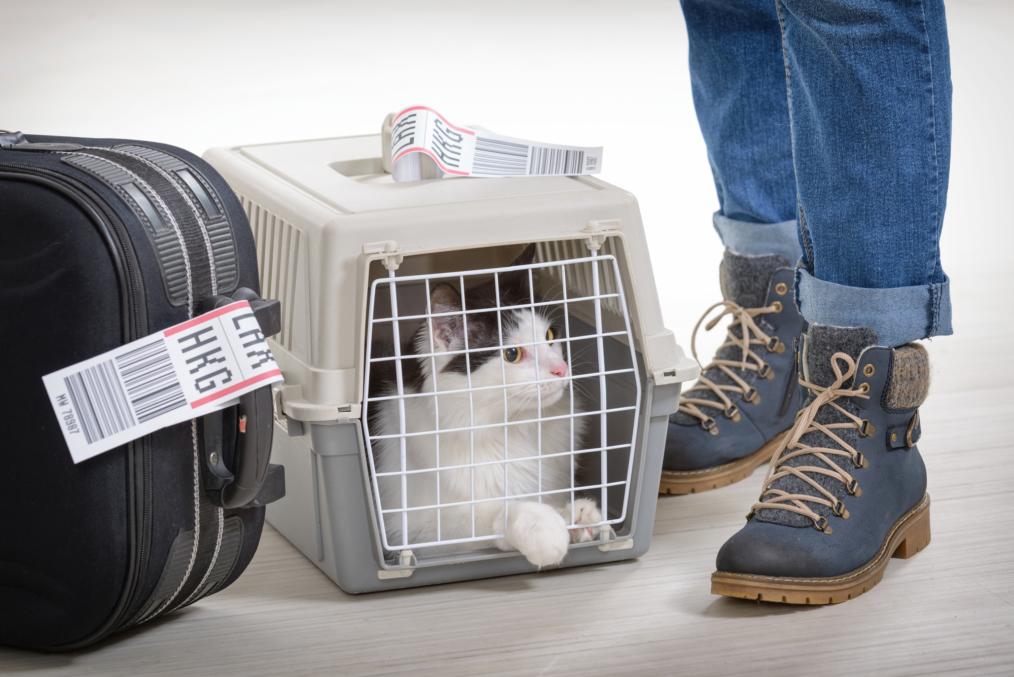 Cat In The Airline