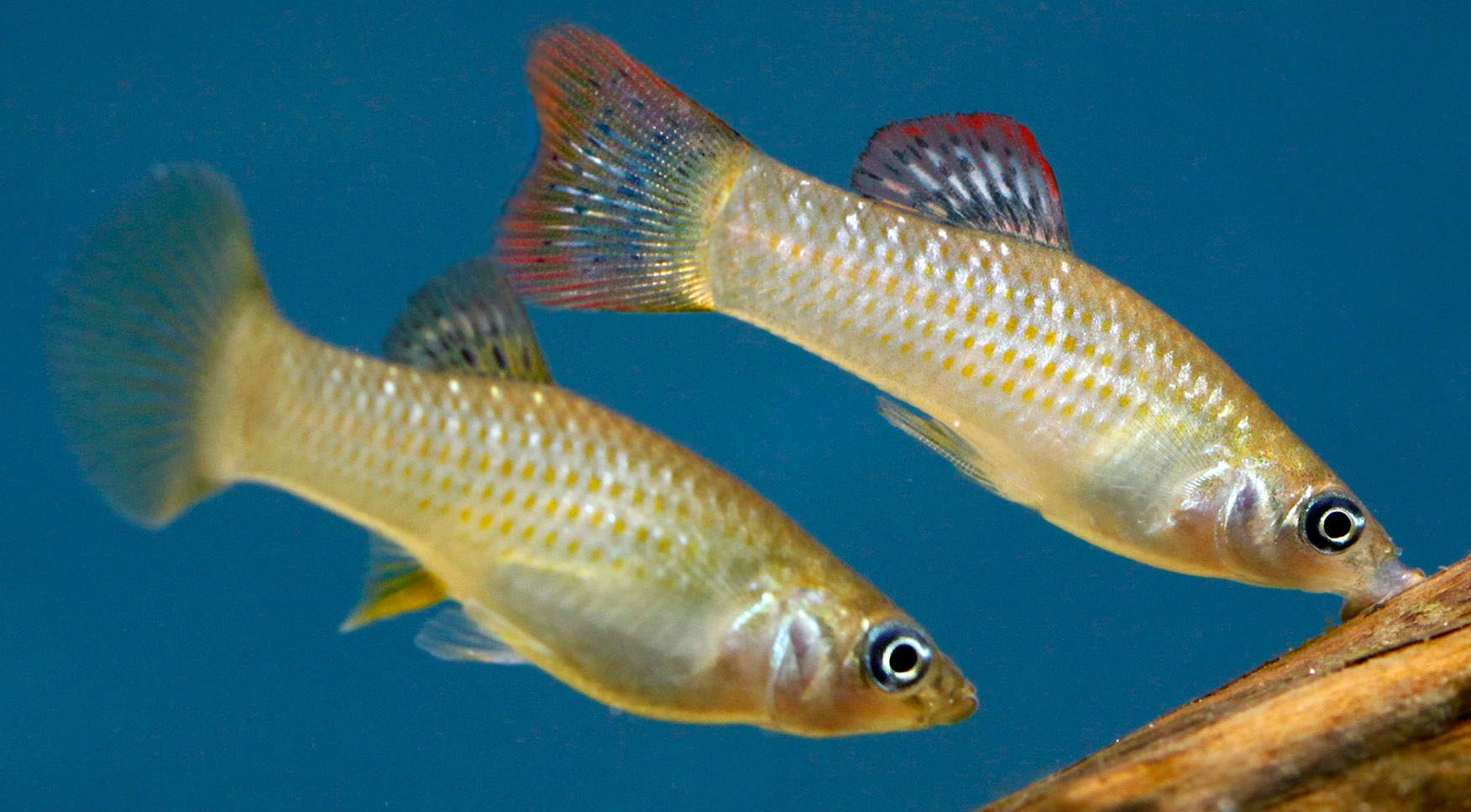 Poecilia Mexicana