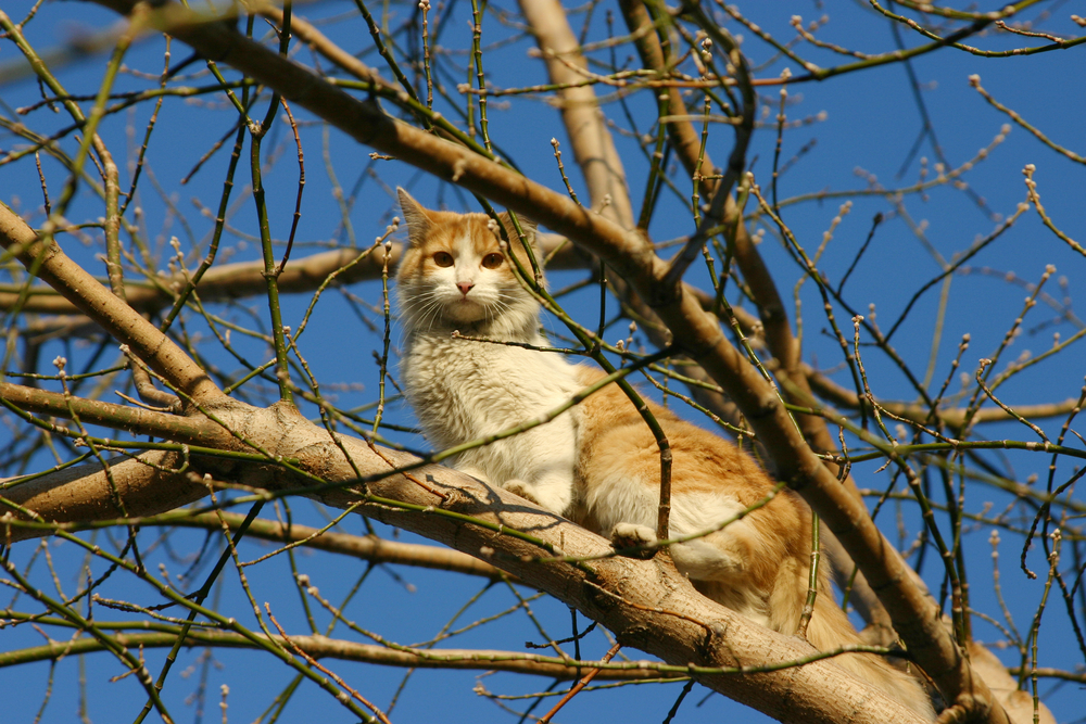 кошка