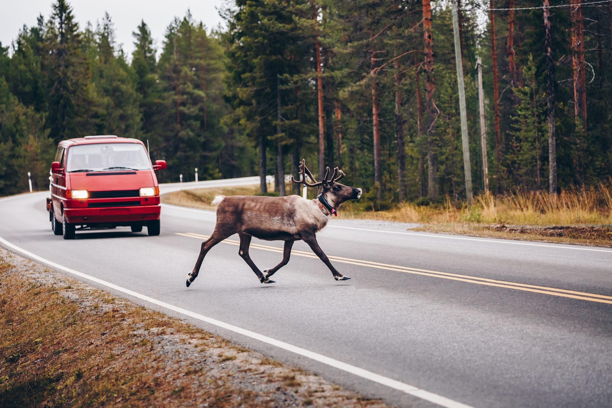 Reindeers Crossing