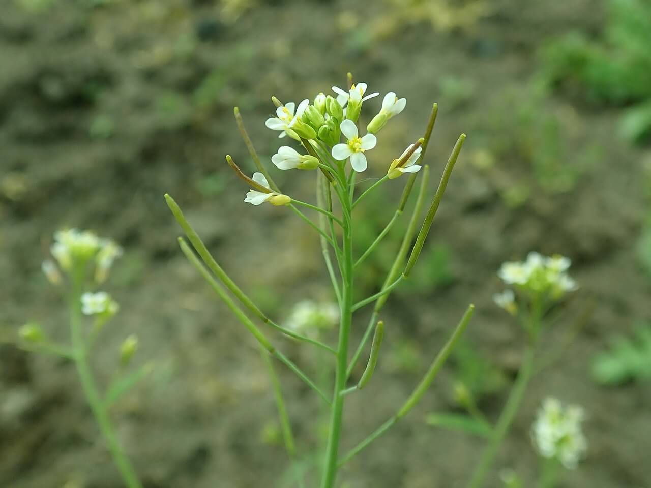 Arabidopsis Thaliana - Резуховидка Таля