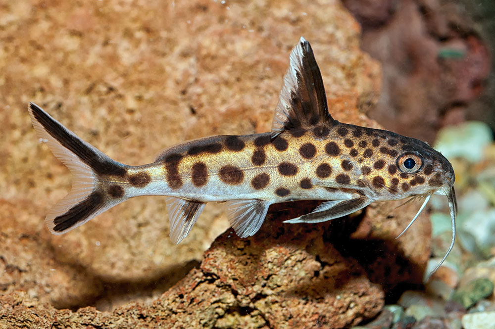 Synodontis Multipunctatus