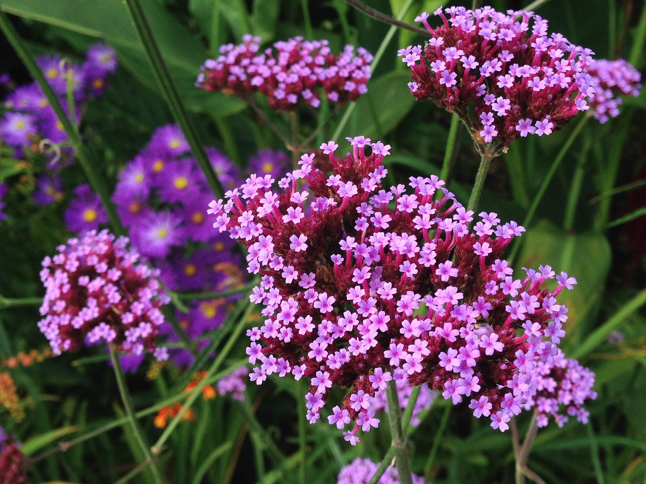 verbena